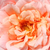 Rózsaszín - Nosztalgia rózsa - Paul Bocuse